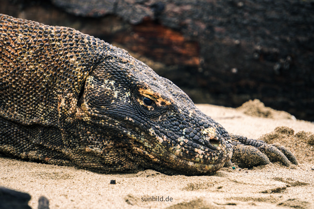 Komodo Drachen, Komdo Nationalpark</p>
<p>Komodo Dragon, Komodo Nationalpark Travel Guide